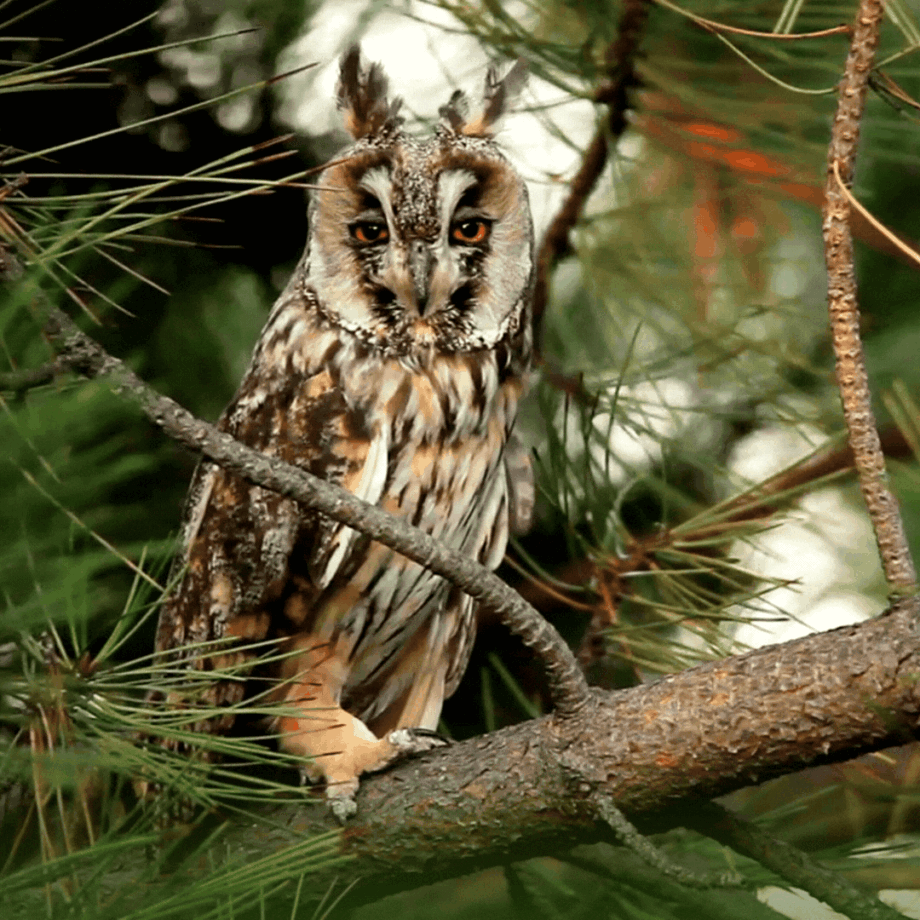 Calling on Your Power Animal - Shamanic Healing Ritual Kit